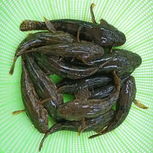 春光岛正宗沙塘鳢呆子鱼笋壳鱼小河生态塘鳢鱼土步鱼虎头鱼鲜活现杀