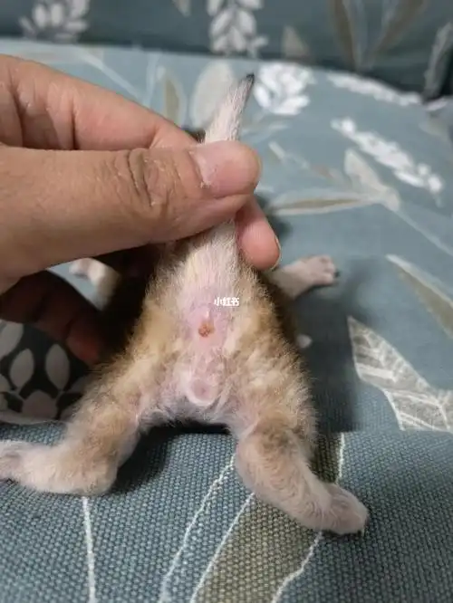 宠物居家日记  #金渐层  #猫  关于性别的区分,大家看下图二和图三