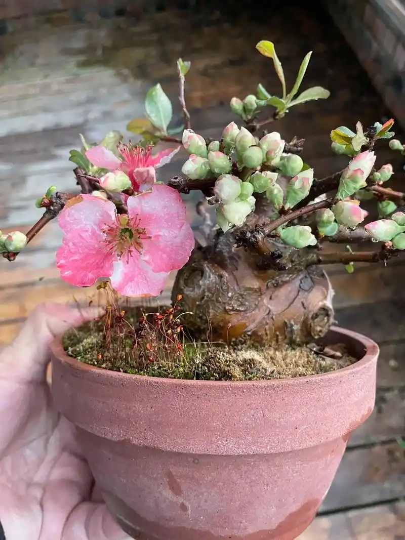 原生老桩东洋锦海棠 - 抖音