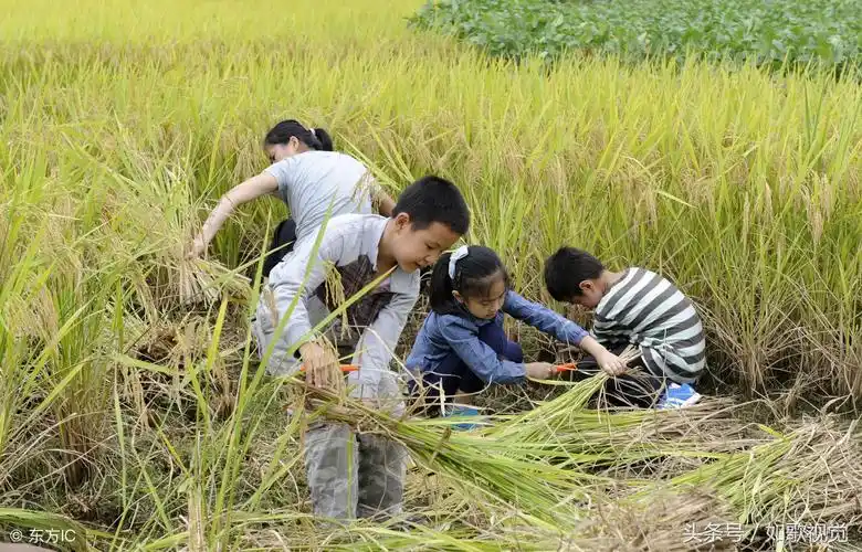 回眸小时候干过的农活10张图10个场景哪一张勾起了你的回忆