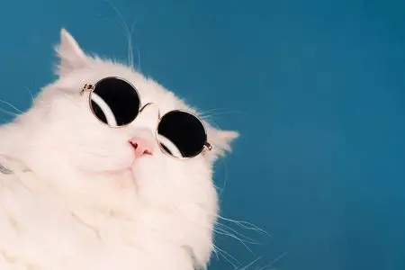 猫眼睛眼镜图片