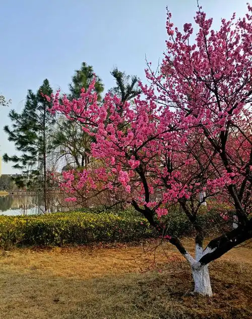 红梅树 - 乐享天才 - 图虫