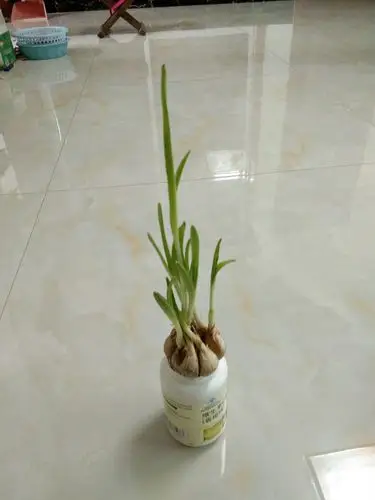 我种的水培植物