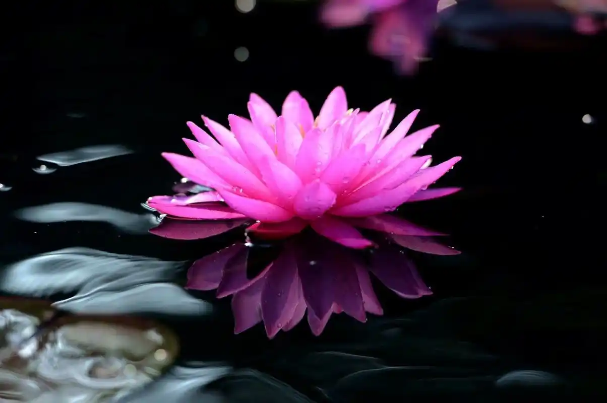 除瞋因诗言慧语之入菩萨行