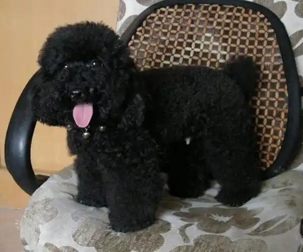 黑色泰迪 灰泰迪有几种灰?-图片大观-奇异网