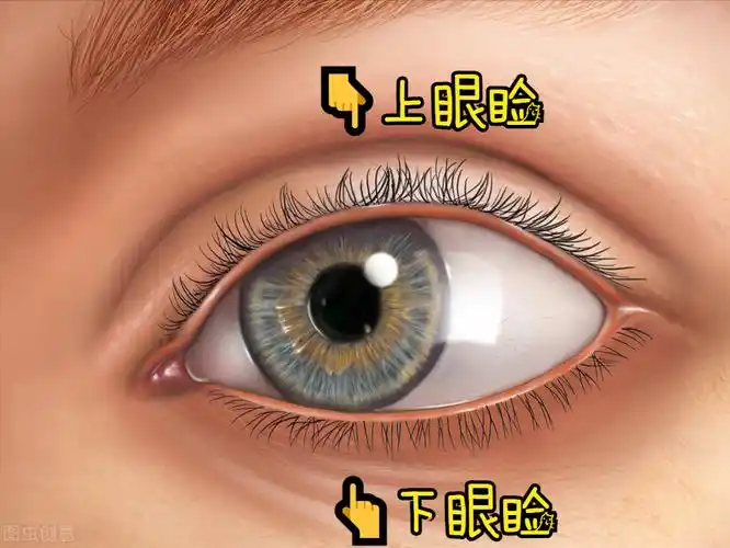 眼睑的具体部位在哪里?