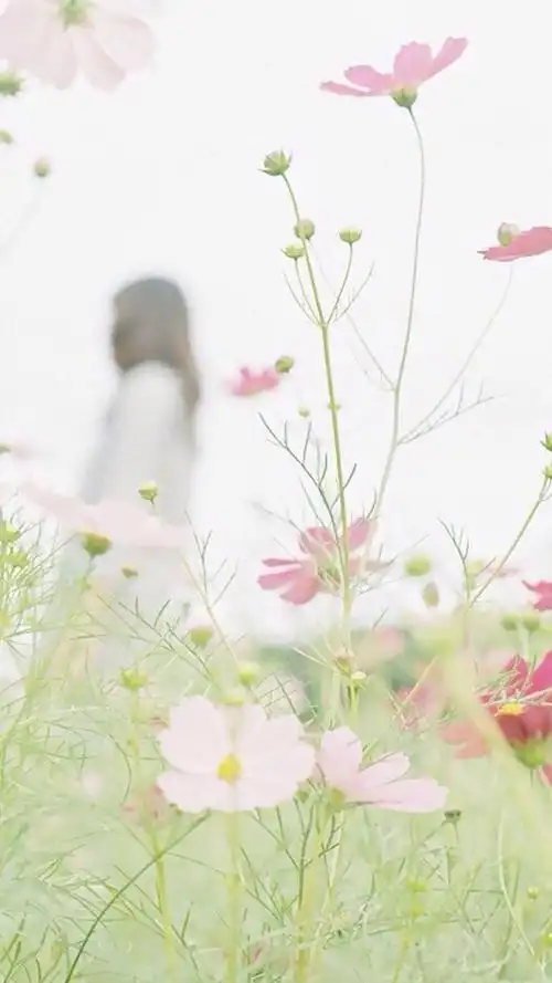 文艺有逼格的壁纸送给你