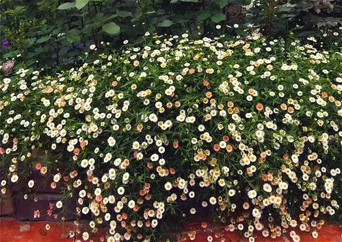 墨西哥美丽飞蓬花苗常绿耐寒耐热多年生花开不断时令草本花卉