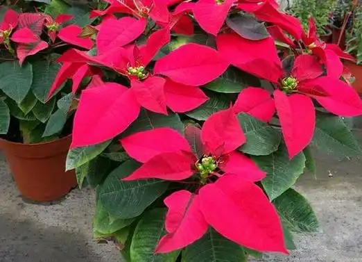 几种花是有毒花最好不要养在室内不要中美人计