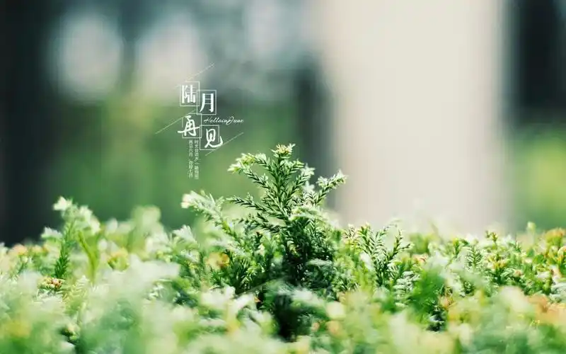 专属六月再见带字文案配图,高清壁纸图片,非主流-回车桌面