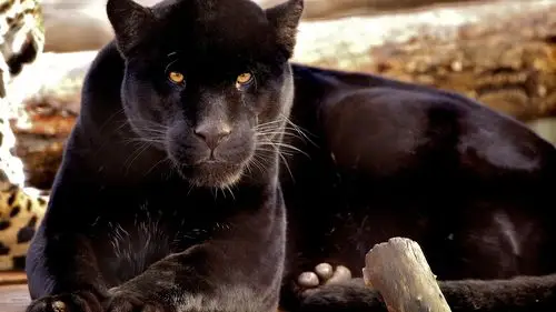 食肉动物,黑豹 壁纸 - 2560x1440