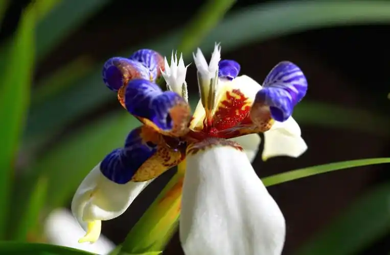 巴西鸢尾的花语:是想念你,使命,优雅的心,爱的使者,它有着不