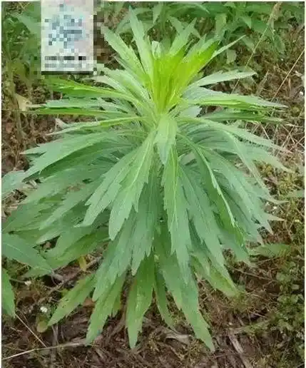 路边的野草,其实是治病的法宝,你知道多少?