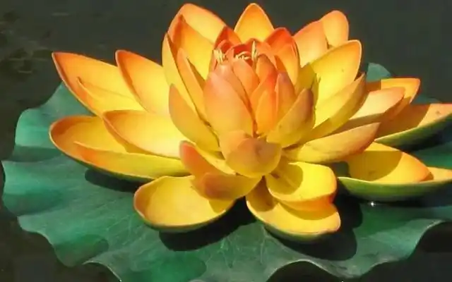 仙境莲花图片大全-九品莲花图片 - 麒麟点评