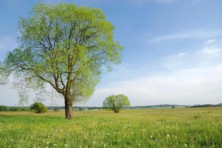 户外蓝天白云绿草地一棵树大树绿树晴朗风景景色312植树节