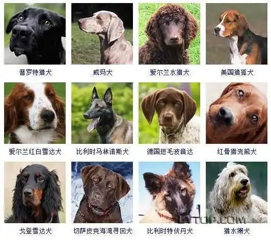 128种狗狗智商排名,第一名竟是边境牧羊犬