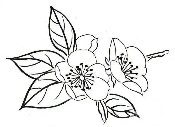 白描腊梅花朵