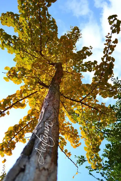 青岛八大关的秋天