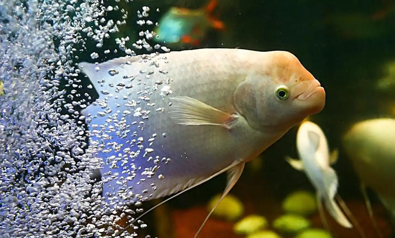 一缸能养两条招财鱼吗?招财鱼的寿命有多长?