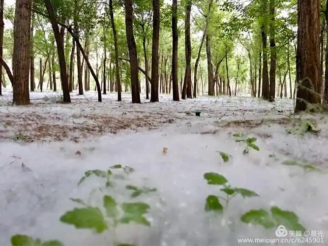 杨柳絮漫天飞舞