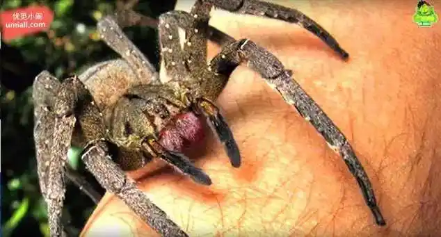 17张照片证明蜘蛛才是最恐怖的生物,慎入!(内含世界上最毒的5种)