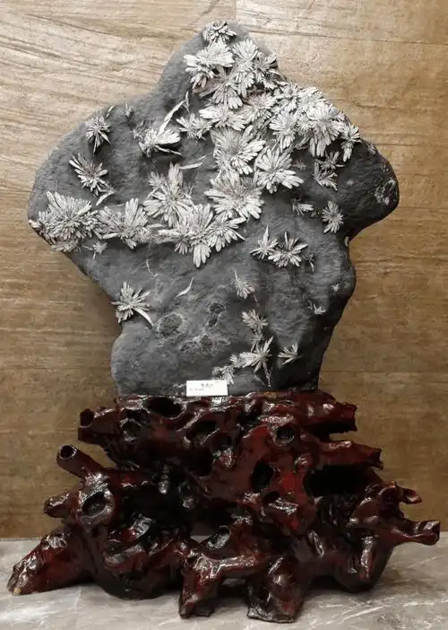 自然科普会开花的石头菊花石