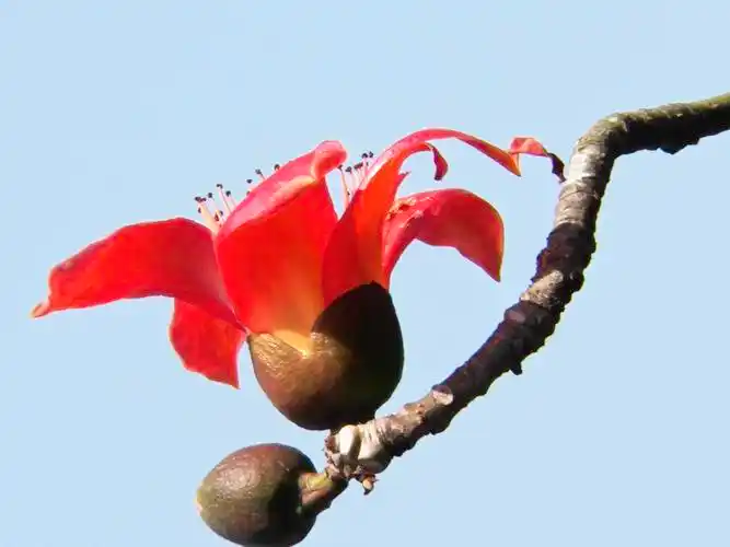 木棉花开红艳艳之二