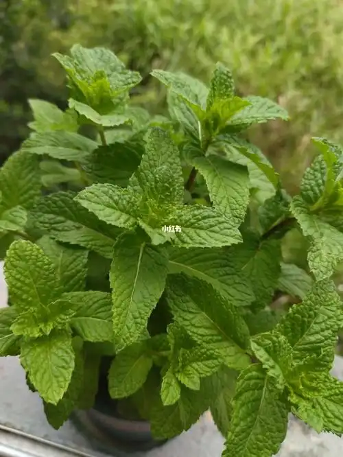 这个是什么品种的薄荷啊