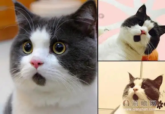 omg吃惊猫走红网络 网友:总是一脸惊讶萌化心