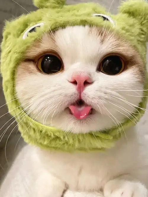 原来小猫咪奇奇怪怪的表情能有这么多