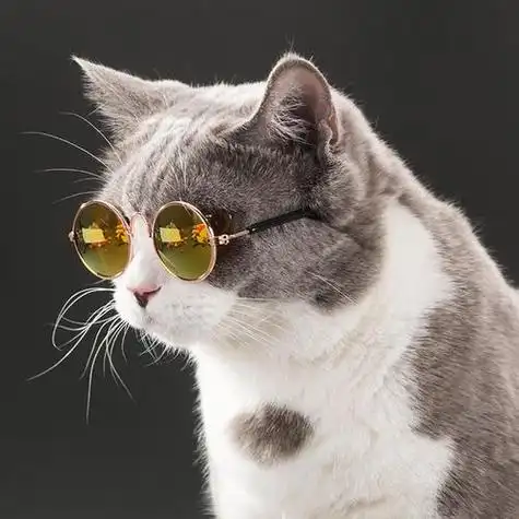 带着眼镜的猫图片头像图片