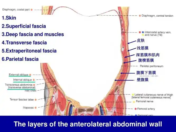 腹壁解剖及操作.ppt