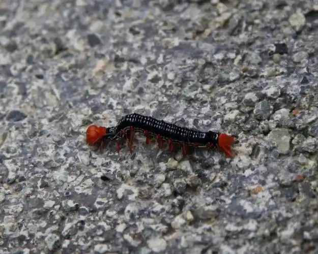 展开全部 苎麻夜蛾----幼虫