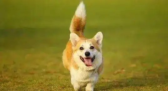 柯基是否要短尾断尾到底是好是坏其实断尾背后大有学问