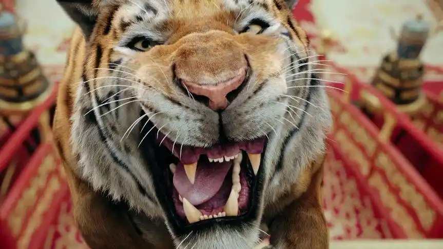 看回明前的我杨凌大猪蹄子看回明后的我真香