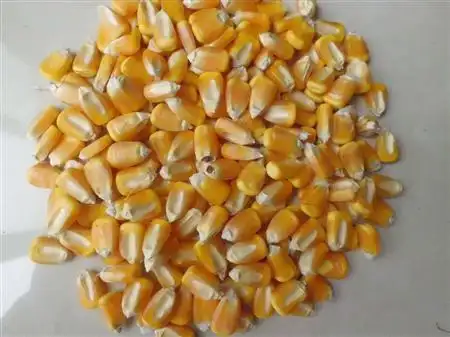出售优质玉米种子 高产玉米种子 超甜玉米 批发供应 玉米种子