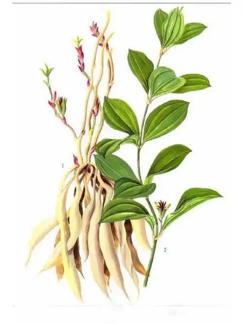 历史悠久的植物:百部