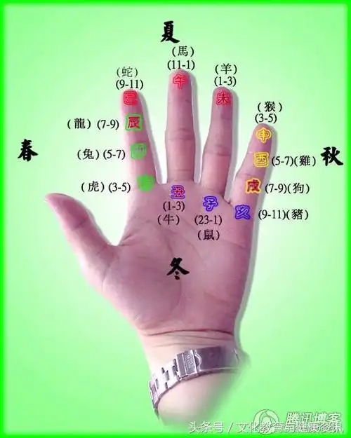 右手掌对应(右手掌对应器官高清大图)