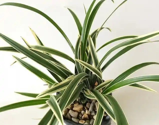 花香浓郁的金边兰花,花色黄绿俊俏,好看又好养,入手养兰的首选