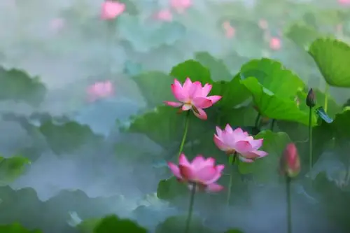 接天莲叶无穷碧,映日荷花别样红.