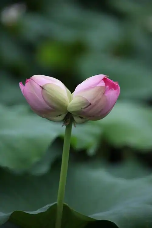 福州金山公园赏荷花