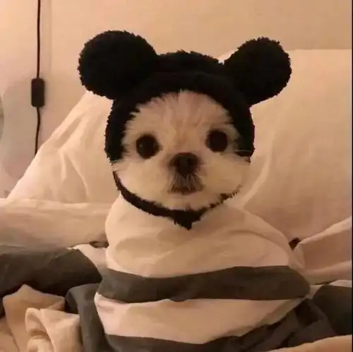 微信萌宠头像|可爱呆萌动物头像