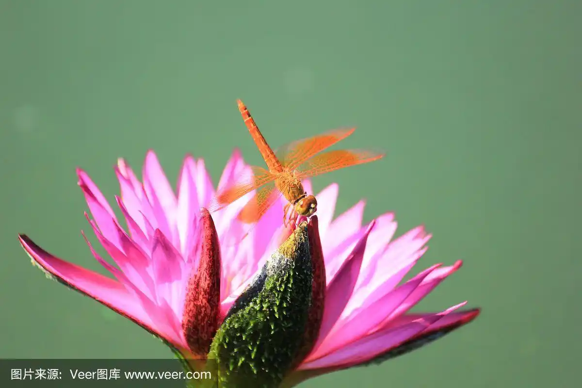 特写蜻蜓在粉红色的睡莲上