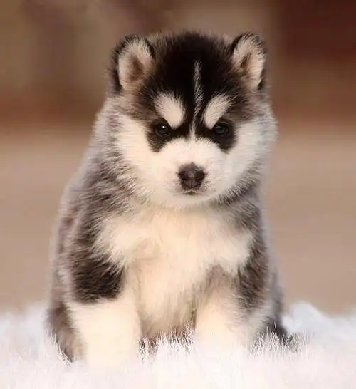 纯种哈士奇犬价格 三把火双蓝眼哈士奇 保成活 养殖的图片