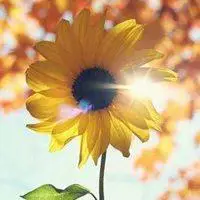 含阳光有意境的微信头像【点击鼠标右键下载】