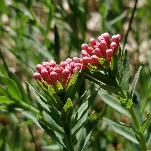 狼毒花 - 浮光掠影 - 中财论坛 - powered by discuz!