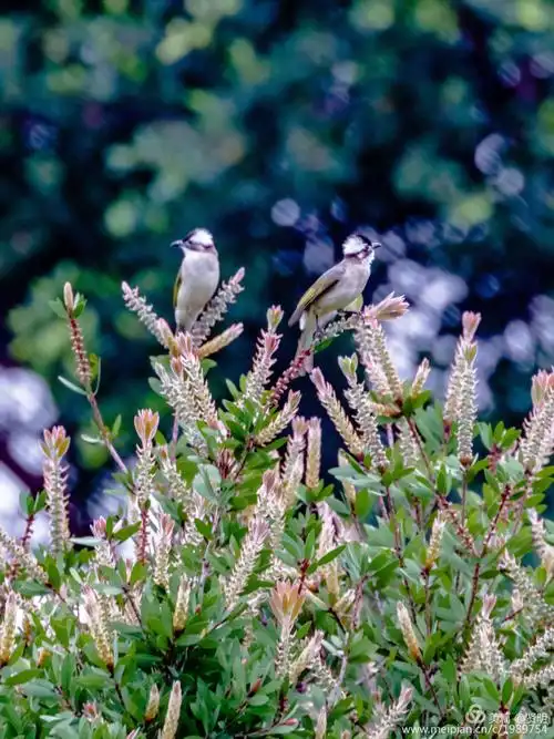 春天的风景,如一幅幅美丽的画卷,让游子陶醉在大自然的怀抱里,如痴如