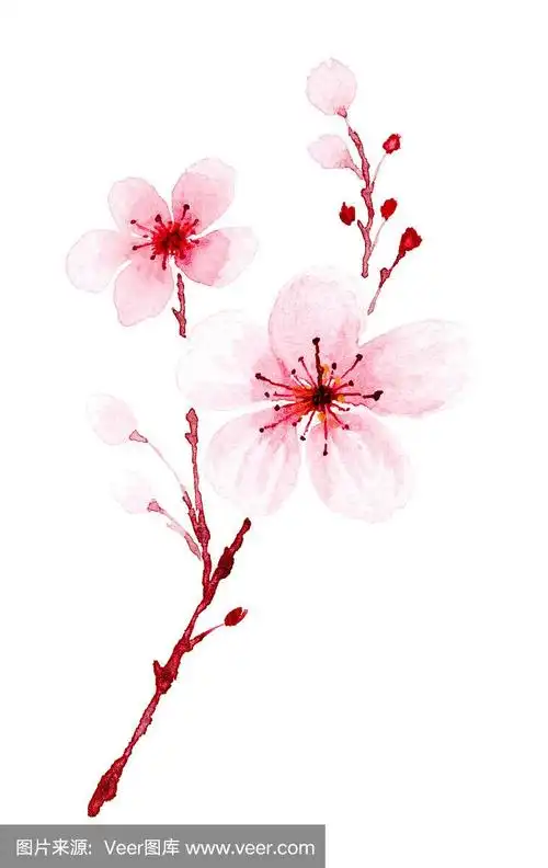 水彩樱花枝手绘.