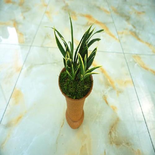 兰花金边矮种 金凤凰 精品四季兰花 建兰名品 圆尾艺兰花卉草