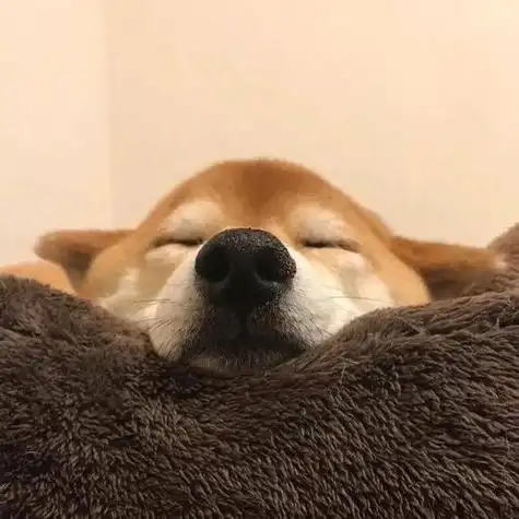 精选10张柴犬逗比头像让你不自觉的嘴角上扬柴犬头像